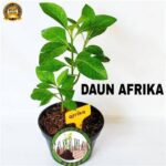 Taman di Jaktim yang dipenuhi pohon khas Afrika kini menjadi spot nyore warga, menawarkan suasana eksotis dan hijau yang jarang ditemui di kawasan perkotaan