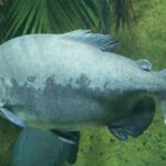 Ikan yang dijuluki Drakula Vegetarian memukau ilmuwan dengan pola makan tak biasa, menimbulkan pertanyaan evolusi