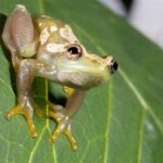 Temukan katak aneh dan cantik yang belum pernah kamu lihat sebelumnya, makhluk unik ini menantang pengetahuan herpetologi modern