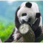 Panda yang Selalu Dipuji Imut Ternyata Pernah Menjadi Pemakan Daging, Fakta Evolusi yang Mengejutkan