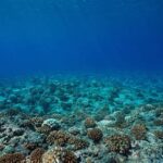 Emas Melimpah Ditemukan di Dasar Laut Pasifik, Terbentuk dari Air Panas—Apakah Penemuan Ini Akan Mengubah Industri Tambang Global?