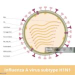 Mengenal H1N1pdm09, strain influenza A yang kini menjadi penyumbang utama peningkatan kasus di Indonesia, lengkap dengan gejala dan pencegahannya