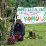 Gorila Komu turut merayakan HUT ke-162 Taman Margasatwa Ragunan, menambah semarak perayaan dengan aksi khas satwa ikonik tersebut