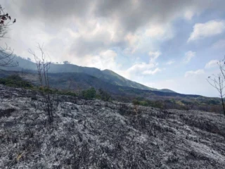 Gunung Arjuno Membara: Kebakaran Hebat Melanda Tahura Raden Soerjo, Jalur Pendakian Ditutup Total
