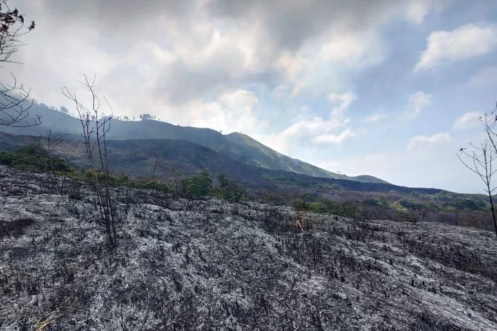 Gunung Arjuno Membara: Kebakaran Hebat Melanda Tahura Raden Soerjo, Jalur Pendakian Ditutup Total