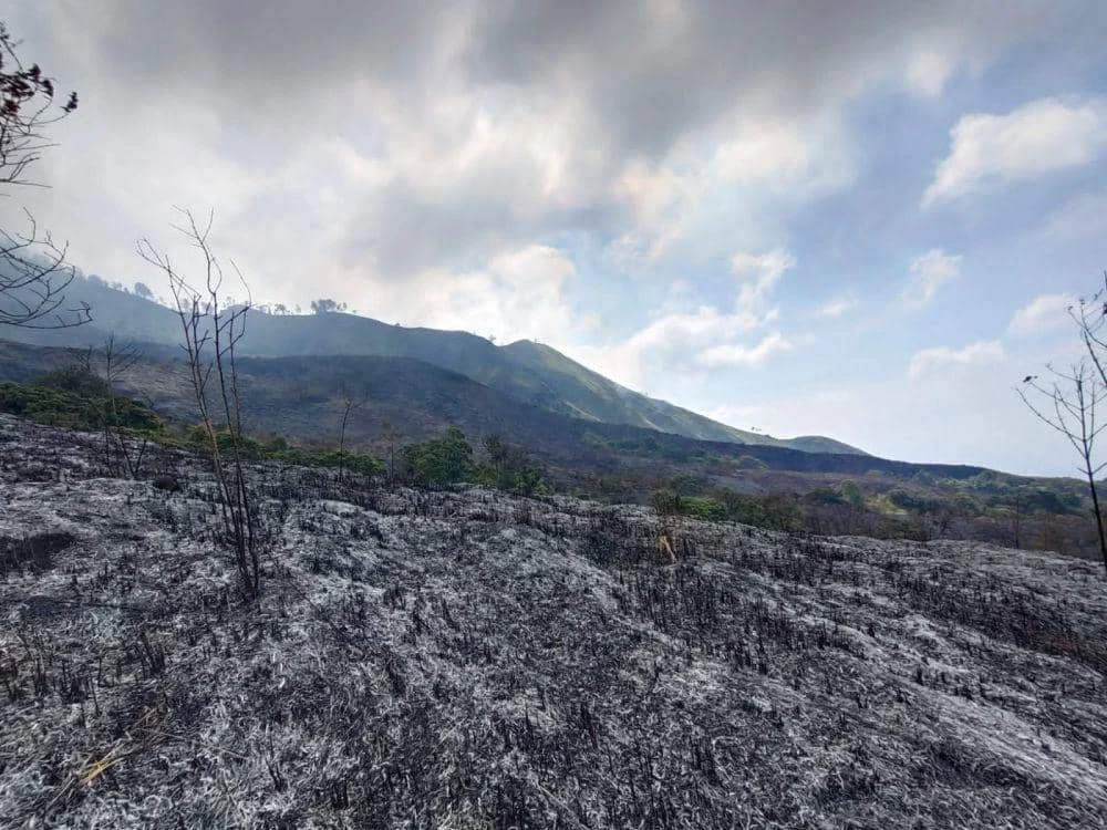 Gunung Arjuno Membara: Kebakaran Hebat Melanda Tahura Raden Soerjo, Jalur Pendakian Ditutup Total